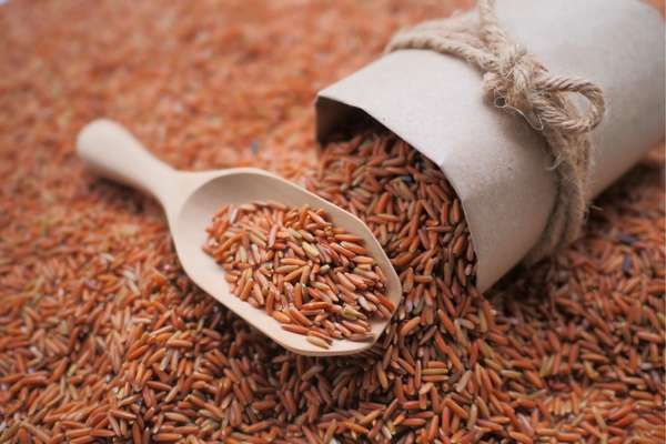 Fasting and Gut Health 4