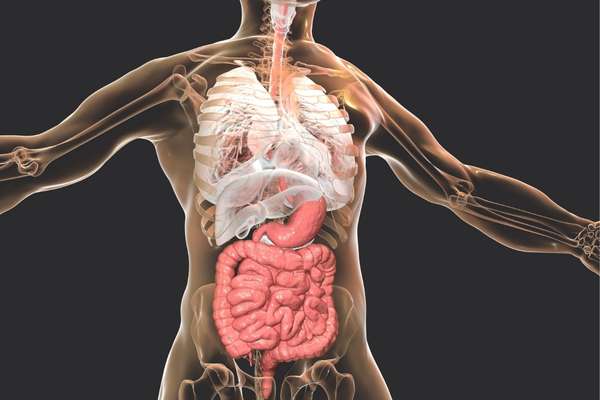 Fasting and Gut Health 8